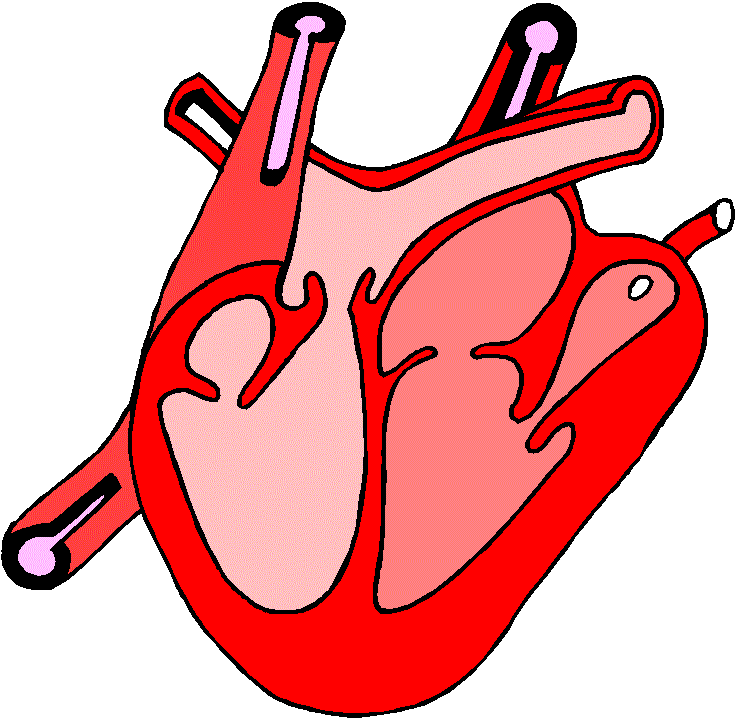 heart Image