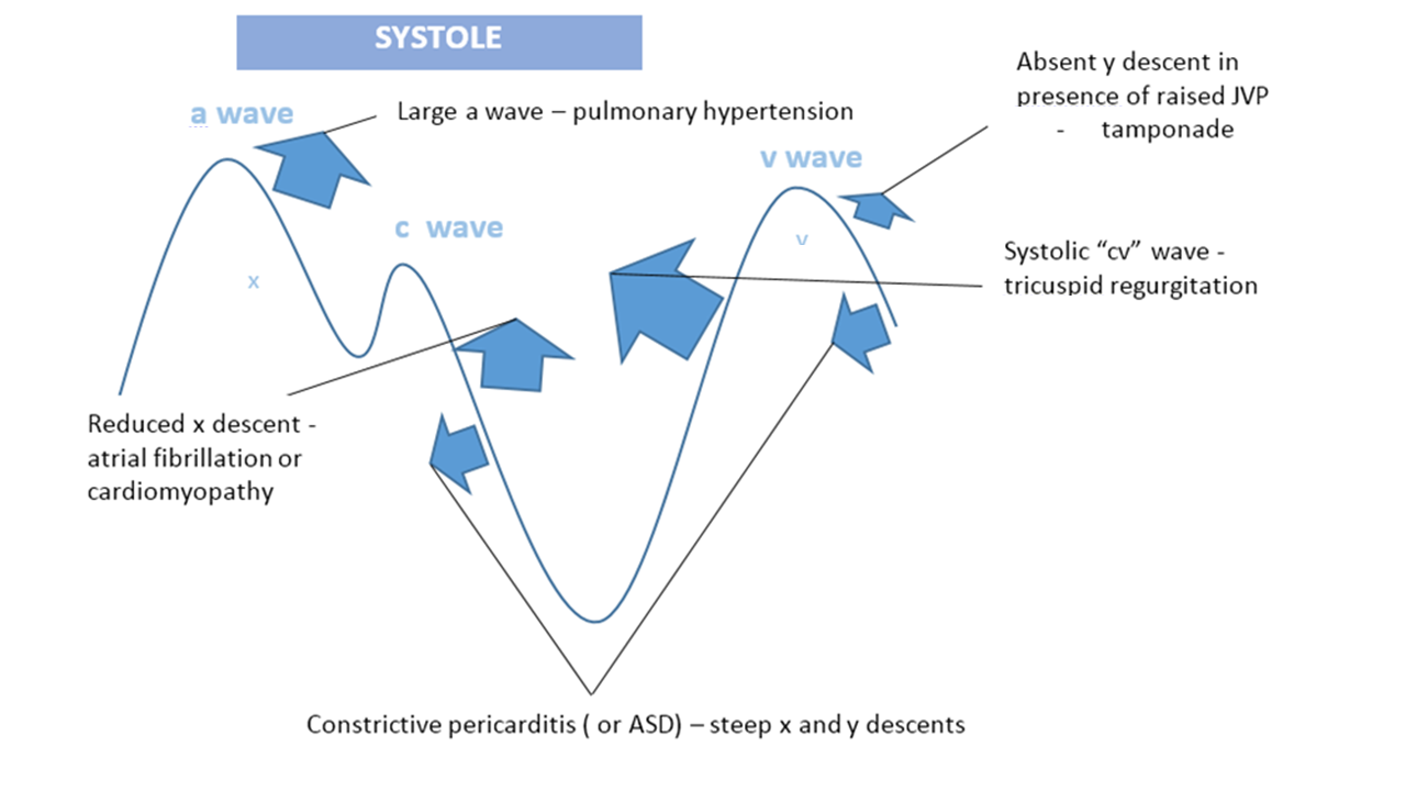 Cardiac examination – HealthCare Values Hub
